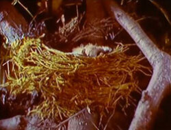 Lente momenten & The Kid